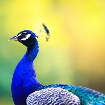 Peacock- birding